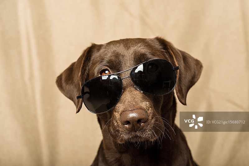 拉布拉多 洋洋图片素材