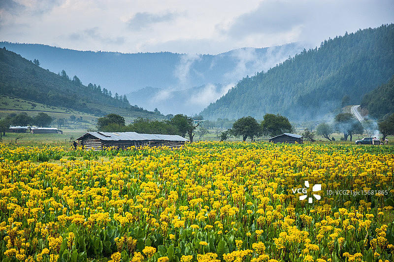 云南香格里拉野花中的木屋图片素材