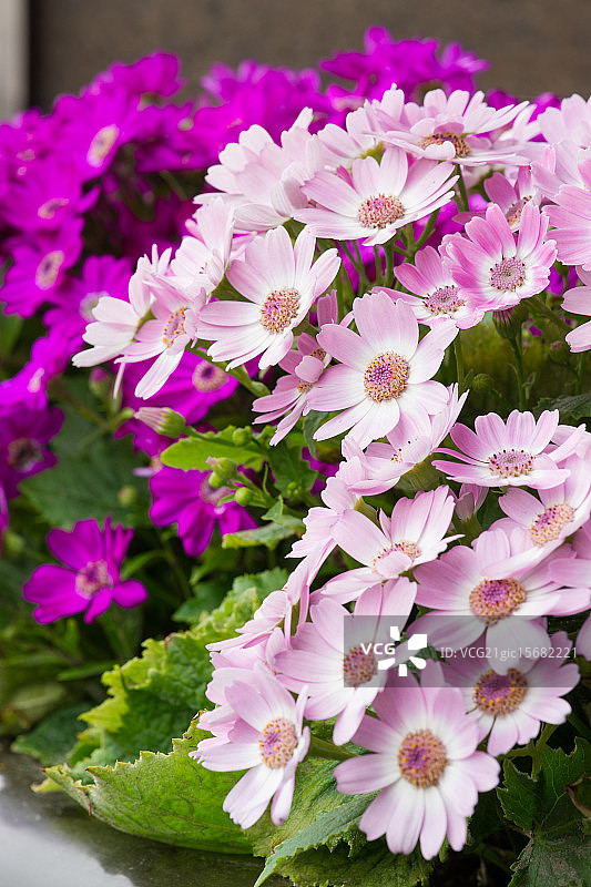 瓜叶菊图片素材