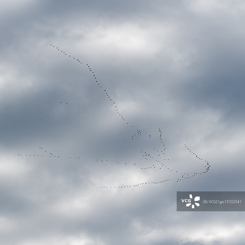 迁徙的鹅图片素材