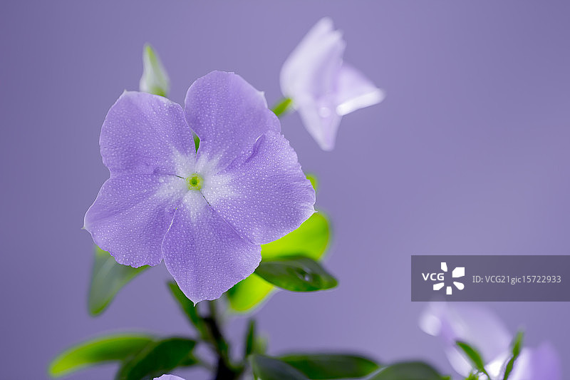 紫色紫罗兰图片素材