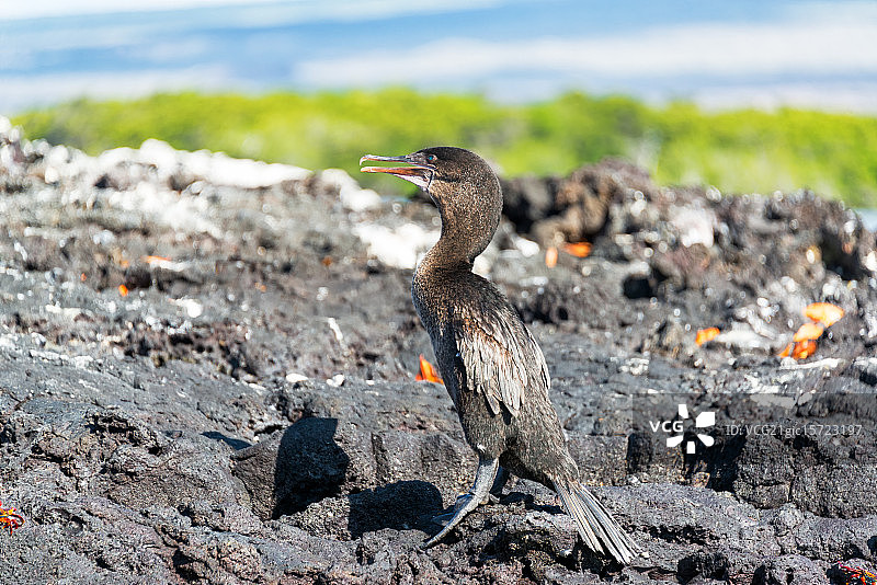 加拉帕戈斯群岛的不会飞的鸬鹚图片素材