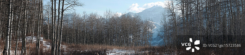 白杨树图片素材