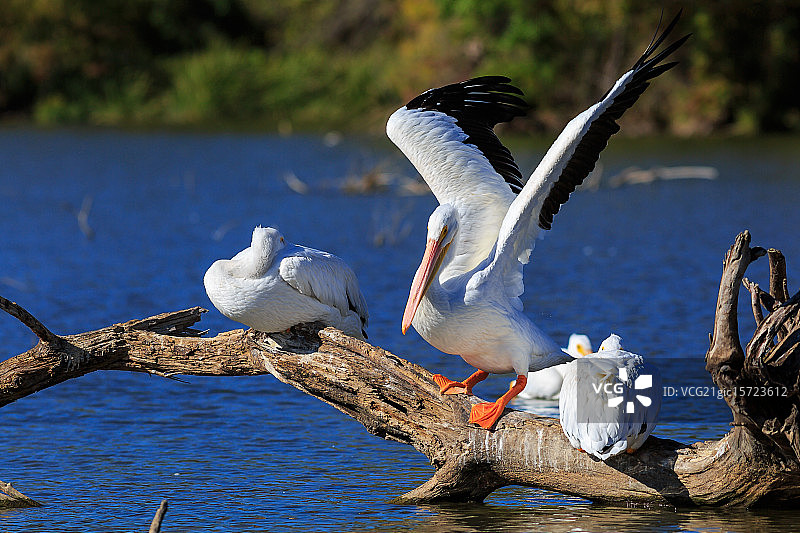 美洲白鹈鹕图片素材