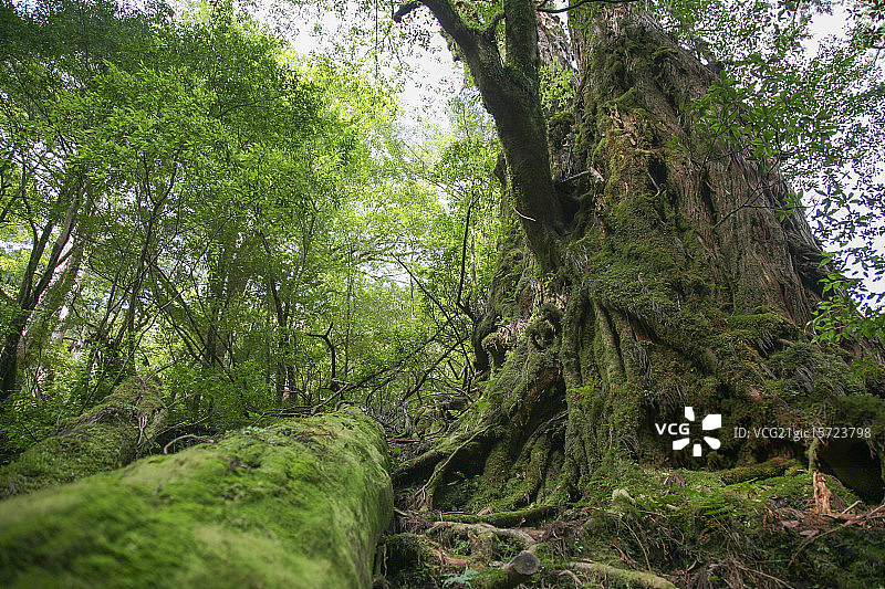 屋久岛森林图片素材