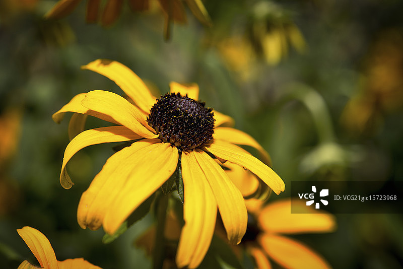黑眼苏珊花特写图片素材