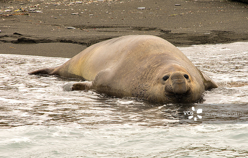 象海豹图片素材