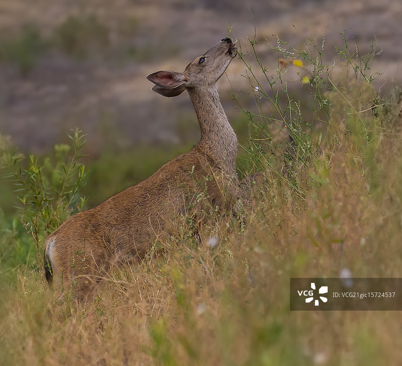 黑尾鹿图片素材