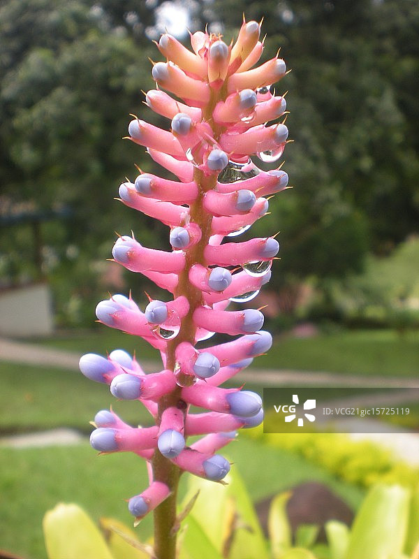 凤梨科植物图片素材