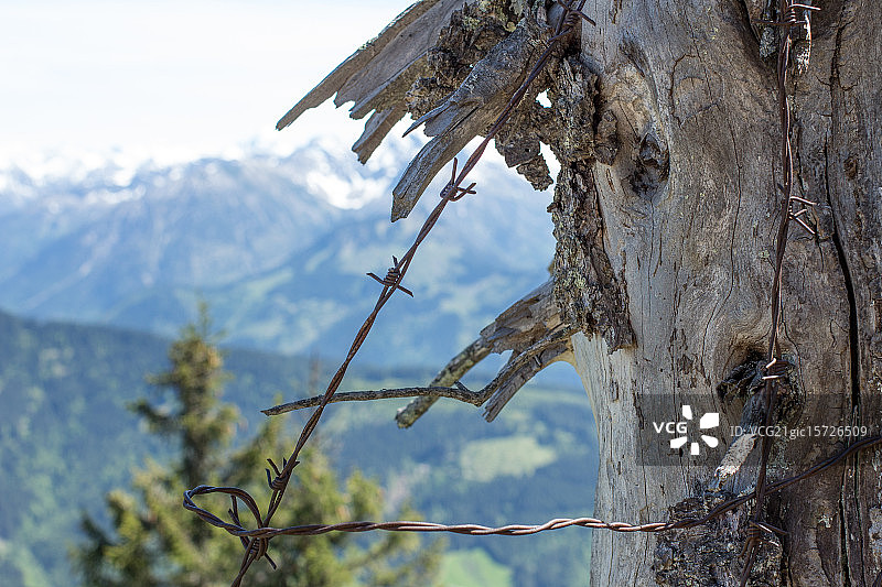 枯树上的带刺铁丝网图片素材