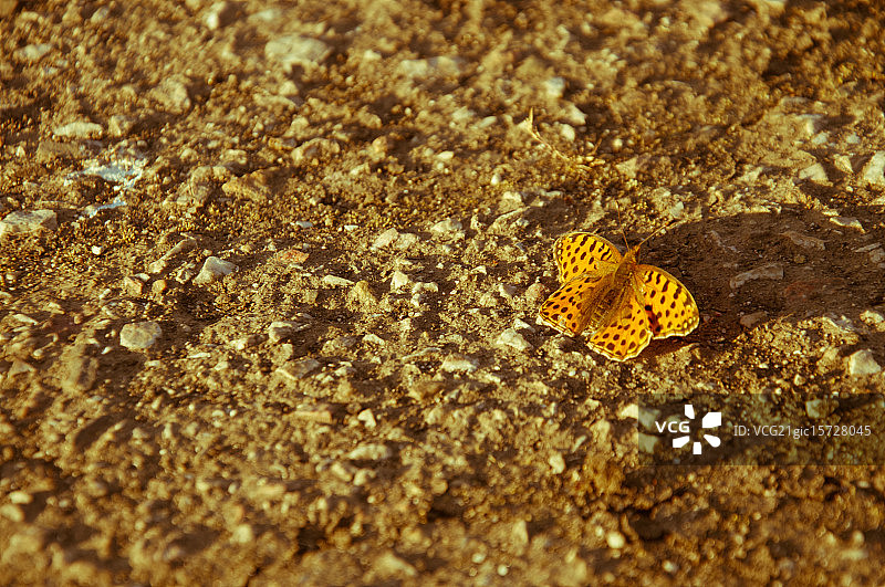 怀旧蝴蝶图片素材