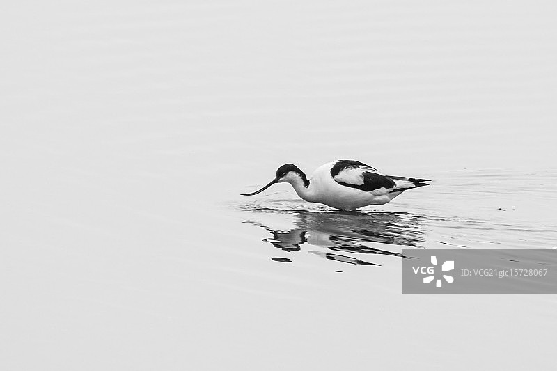 反嘴鹬图片素材