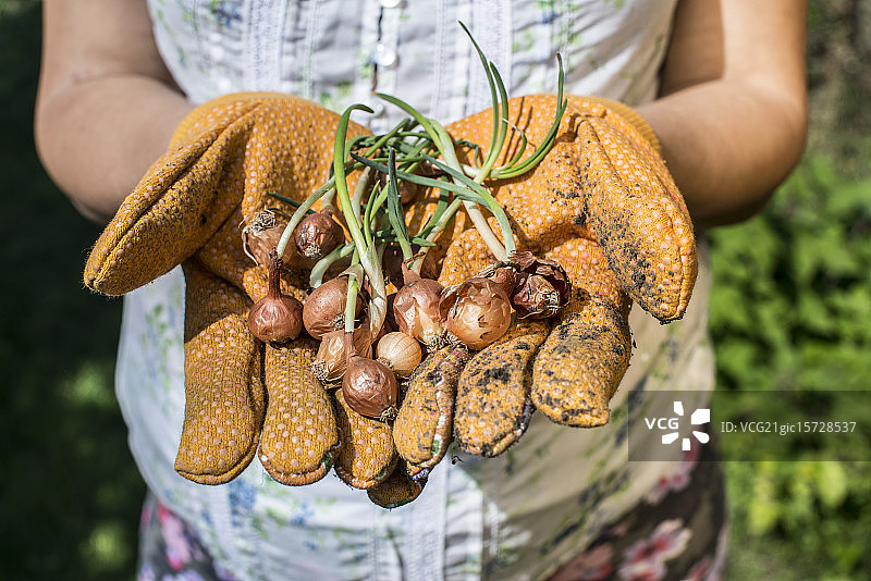 手在花园里拿着植物球茎图片素材