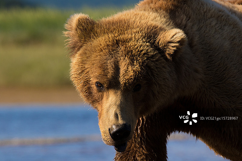 哈洛湾的老人石图片素材
