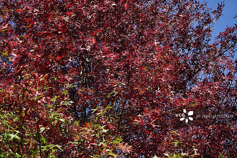 红色树梢图片素材
