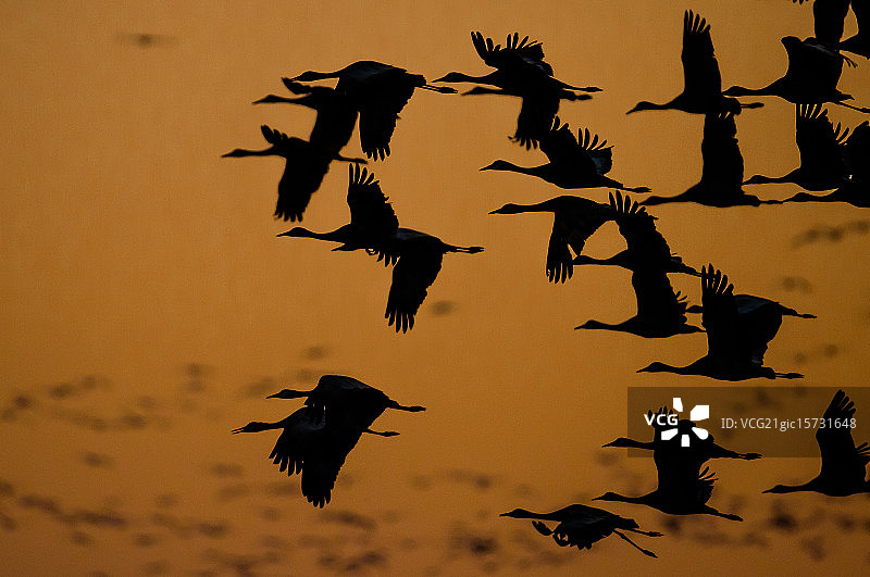 沙丘鹤的夜间栖息地图片素材