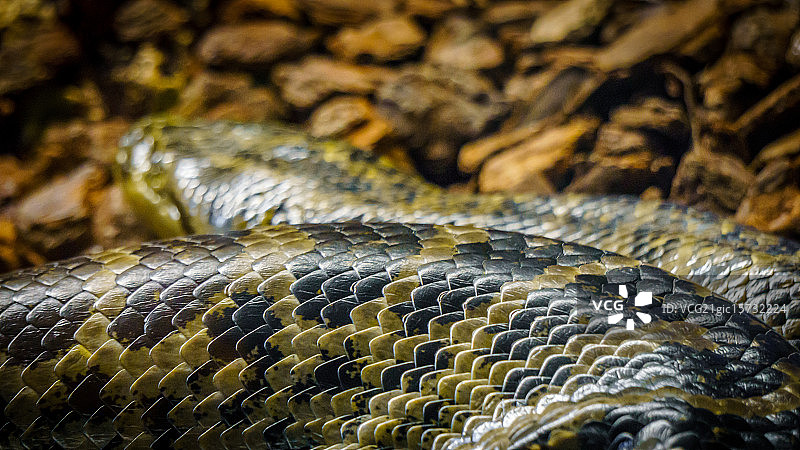 蟒蛇高清图片素材