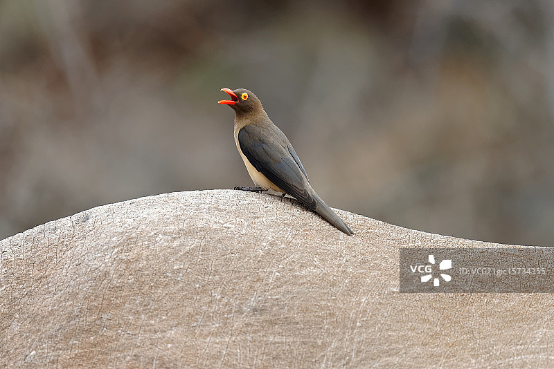 犀牛背上鸣叫的牛椋鸟图片素材