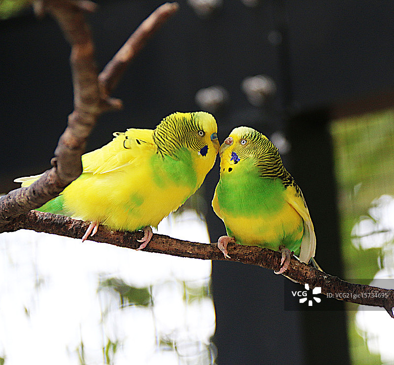 虎皮鹦鹉图片素材
