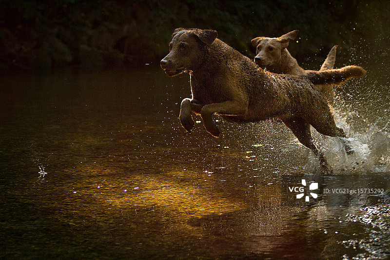 力量与美图片素材