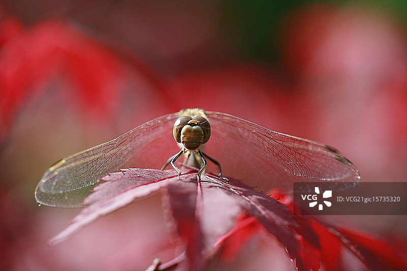 诽谤红皮书图片素材