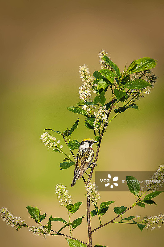 栗树腰旋木雀栖息图片素材
