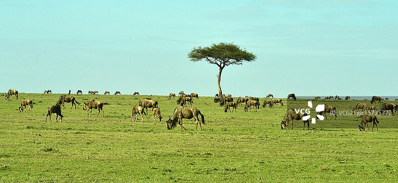 角马群图片素材