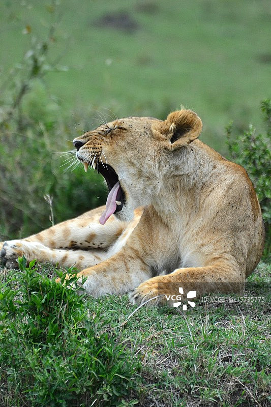 母狮打哈欠图片素材