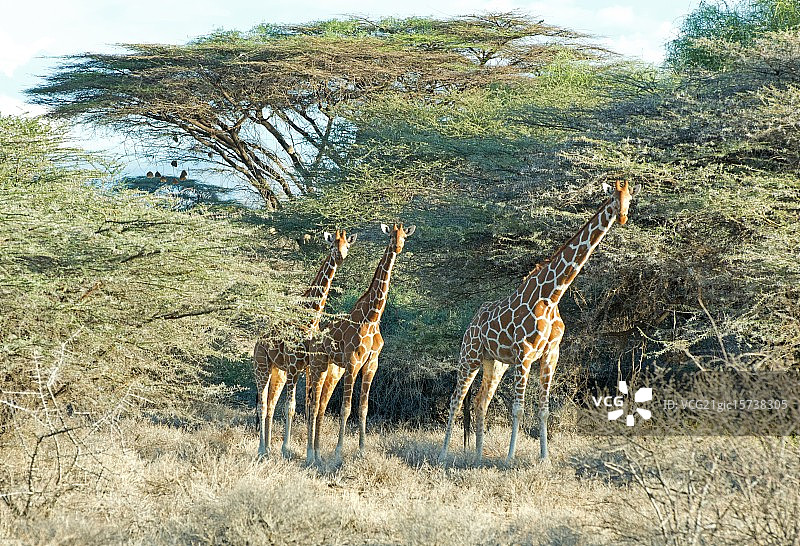 网纹长颈鹿图片素材