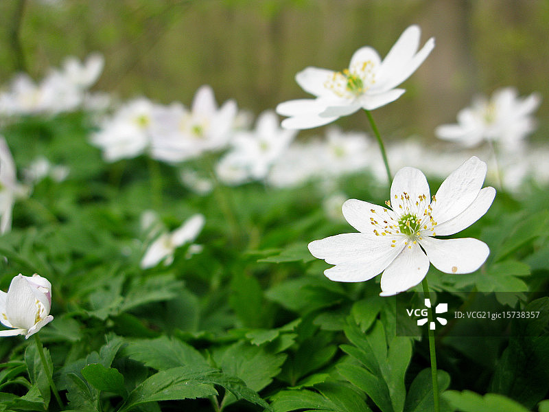 白头翁图片素材