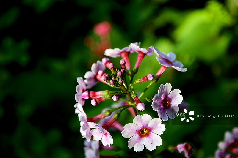 日本樱草花图片素材