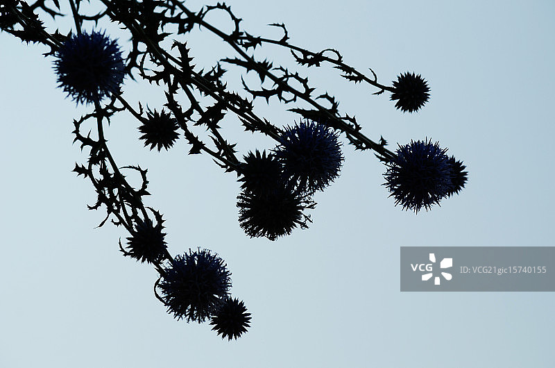 分形图案图片素材