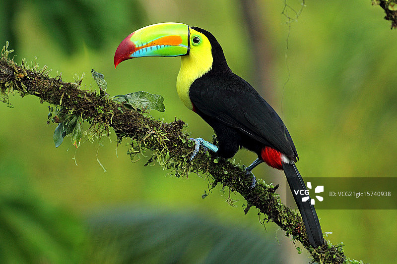 硫黄巨嘴鸟图片素材