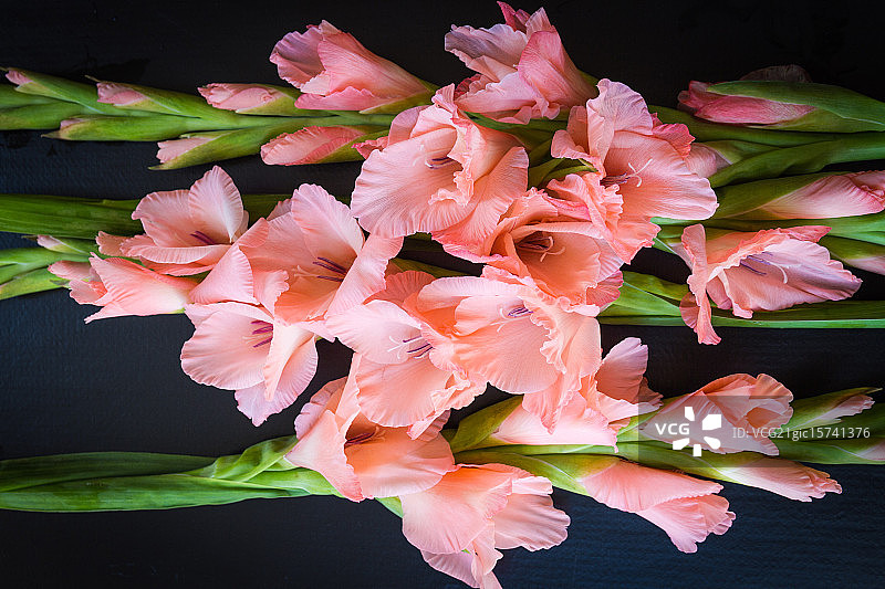 鲑鱼粉色唐菖蒲图片素材