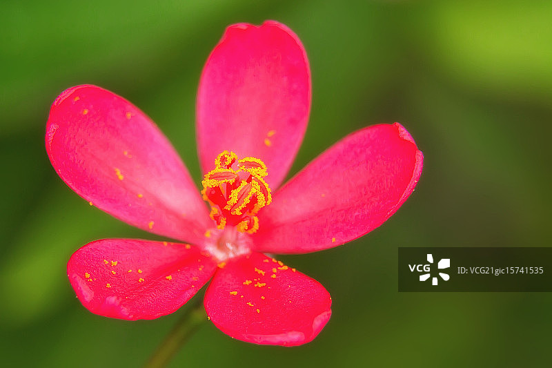 粉色红花油麻藤图片素材