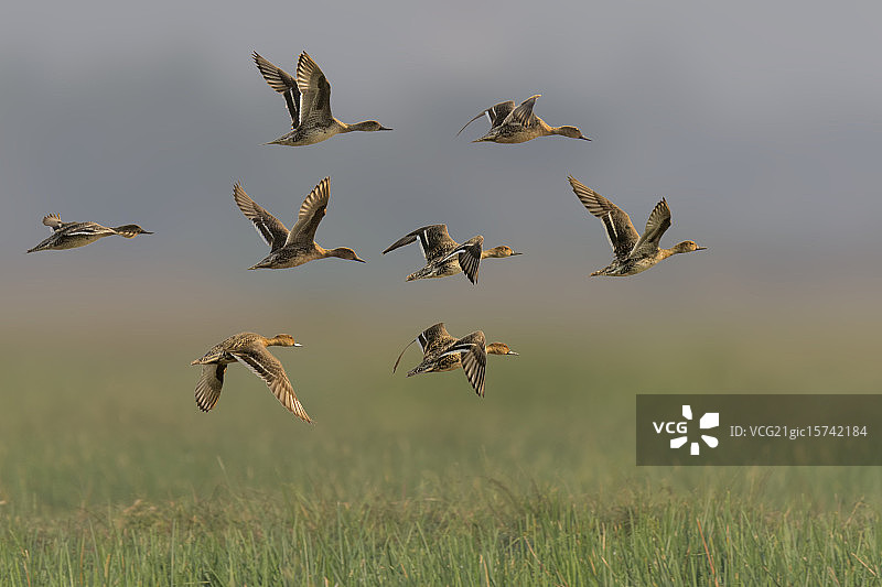 针尾鸭图片素材