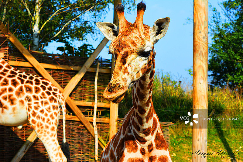 小长颈鹿图片素材