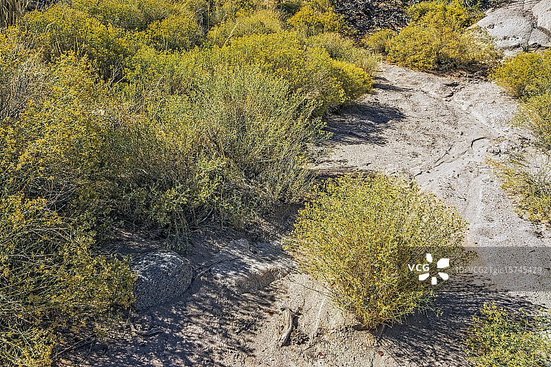 鼠尾草和旱沟图片素材