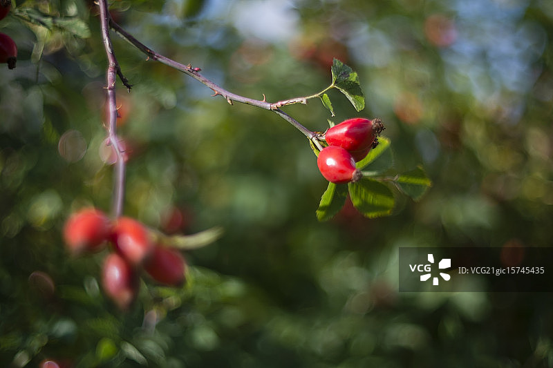 秋季的玫瑰果枝图片素材