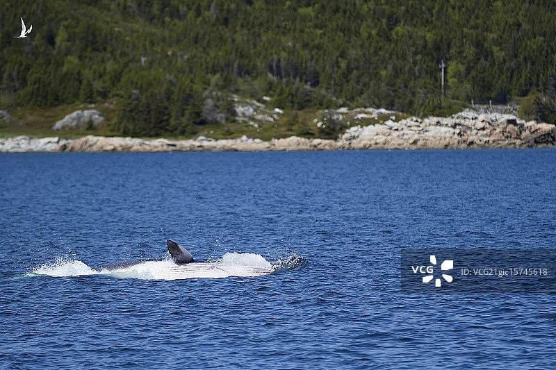 趣味小须鲸图片素材