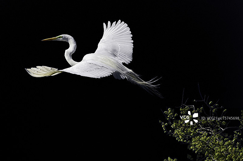 从树上起飞的优雅鸟类图片素材