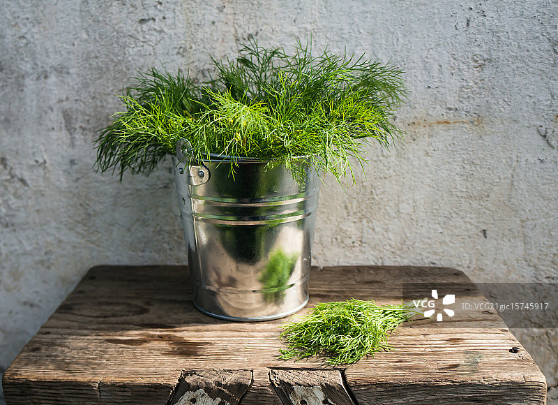 生态莳萝图片素材