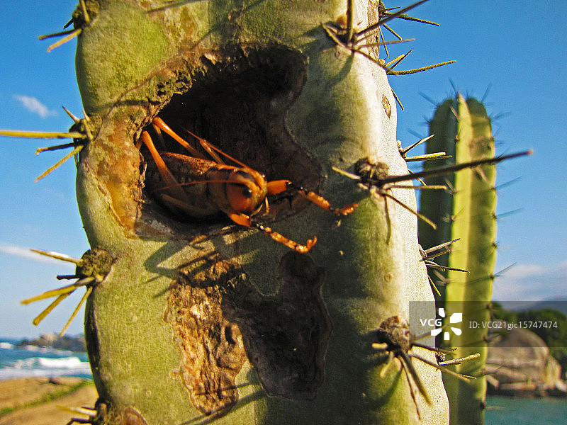 仙人掌上的蚱蜢图片素材
