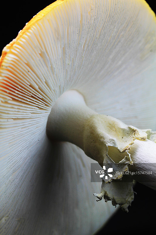 飞行伞菌图片素材