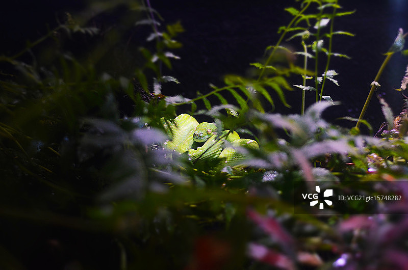 青树Python图片素材