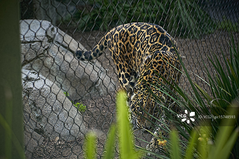 休斯顿动物园图片素材