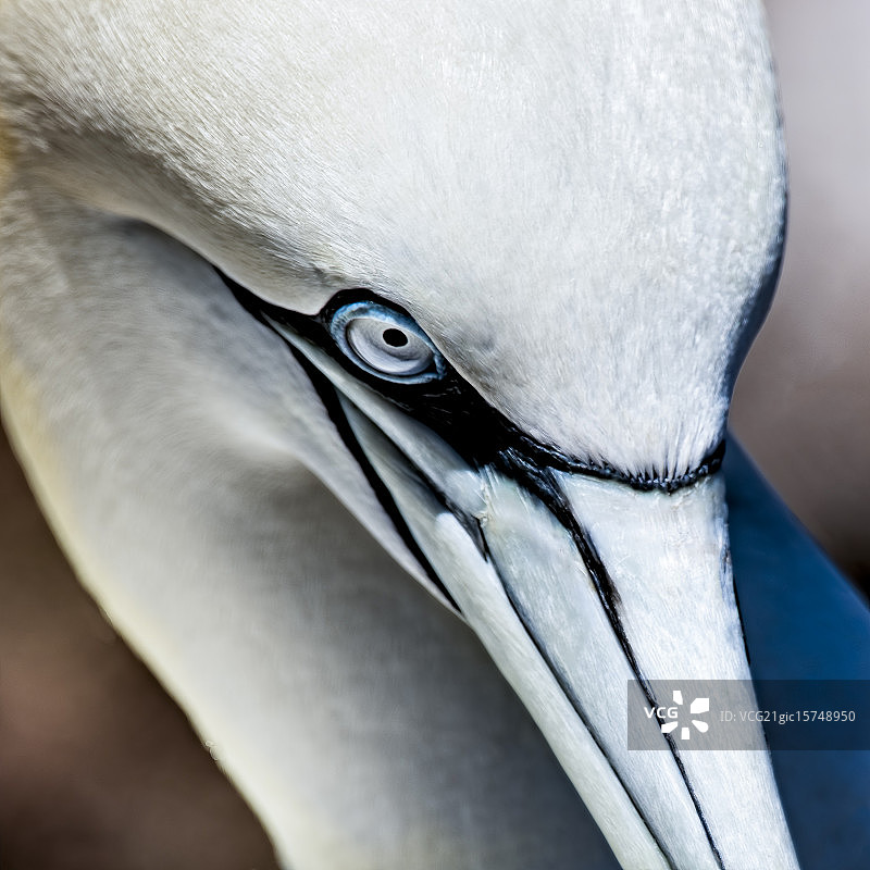 魁北克省博纳旺蒂尔岛塘鹅图片素材
