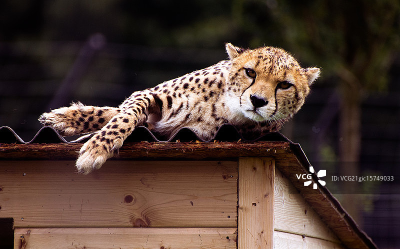 惠普斯奈德动物园图片素材