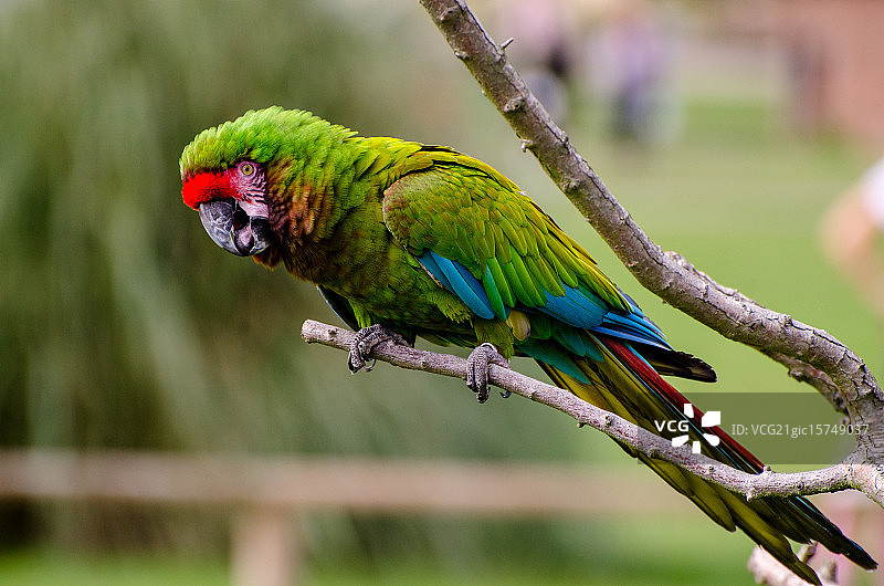 惠普斯奈德动物园图片素材