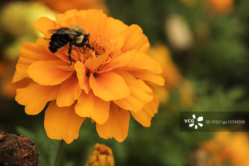 嗡嗡作响的大黄蜂图片素材